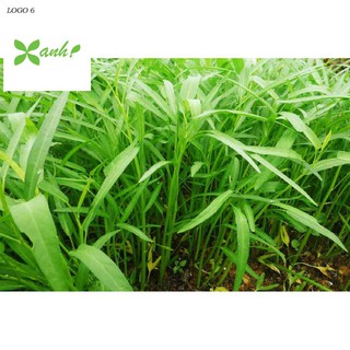 Giống rau muống (100g)