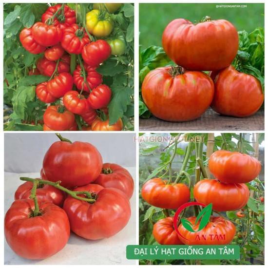 Hạt giống cà chua quả to 20 hạt/ gói