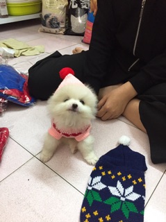 Áo len cho thú cưng