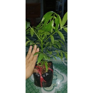 Cây giống cóc thái bịch nhỏ