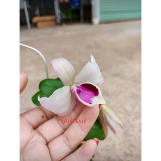 Ki giả hạc, phi điệp môi tuyết cánh bầu
