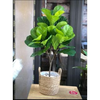 Cây bàng Singapore giả cao cấp cao 1 mét (3nhánh) - Không kèm chậu