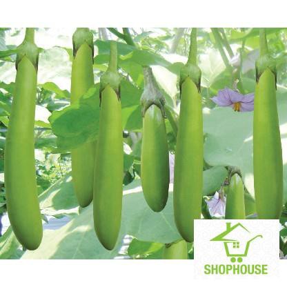 shophouse Gói 30 hạt giống cà xanh dài  SHOP HOUSE  TẾT KHUYẾN MẠI
