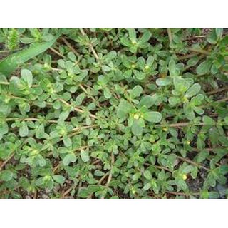 Hạt giống rau sam đất HN (0.5g)