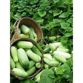 hạt giống dưa chuột Mèo