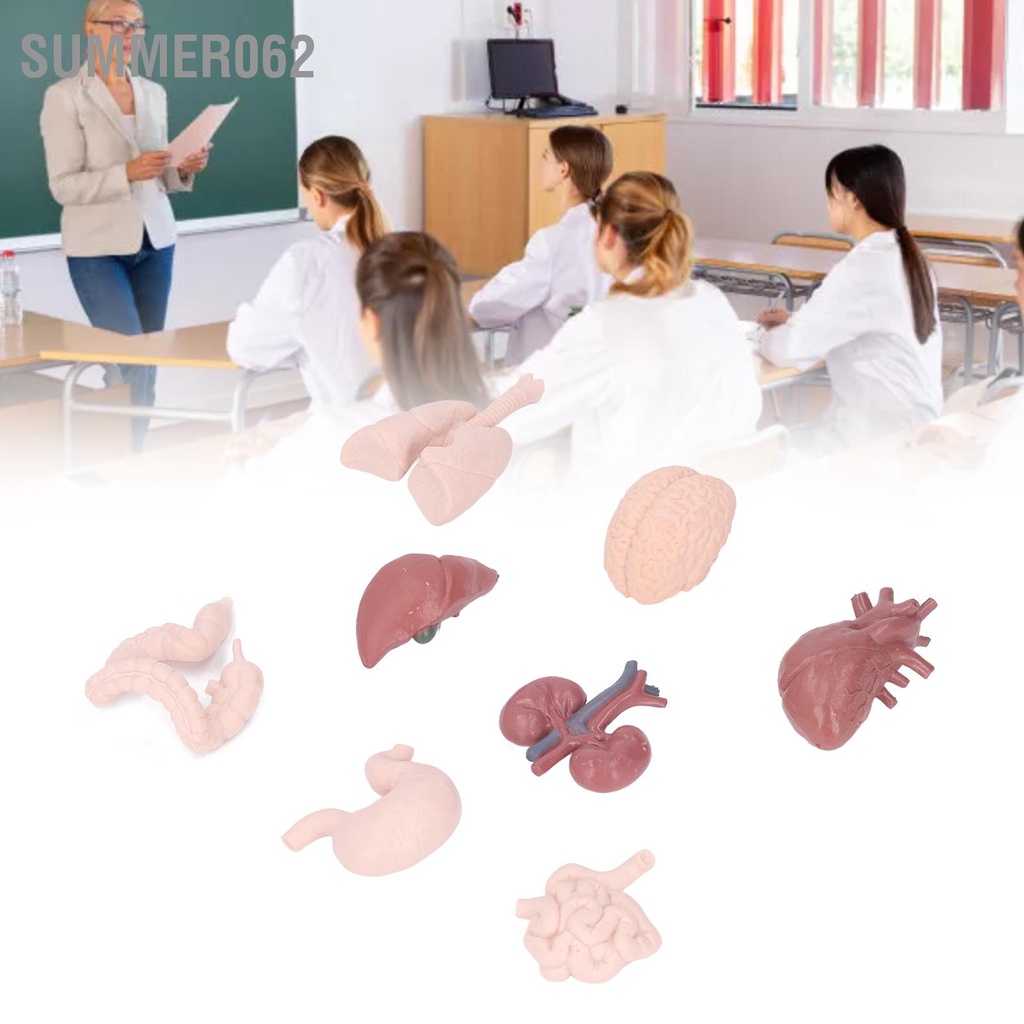 [Hàng Sẵn] Mô hình bộ phận cơ thể người phỏng giải phẫu Công cụ giáo dục Não Tim Phổi Gan Dạ dày Thận dùng để giảng dạy【Summer062】