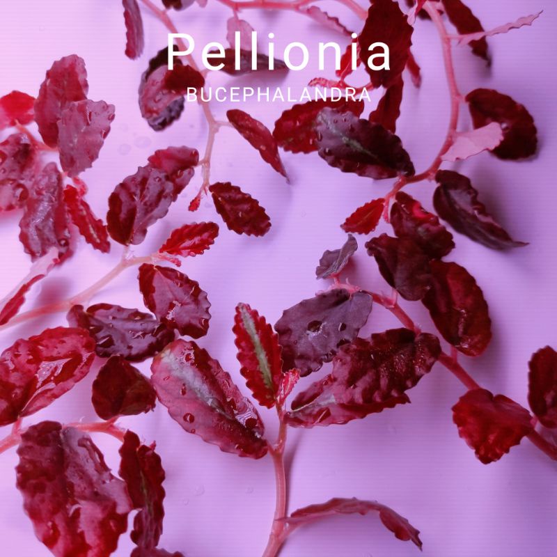 Cây bán cạn | Pellionia Repens | Hàng chưa lên màu | Hàng ngọn