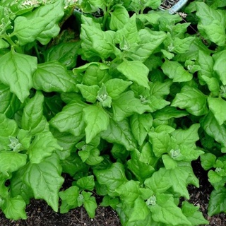 [ HG Mai Nguyên] Hạt giống cải bói xôi rủ New Zealand