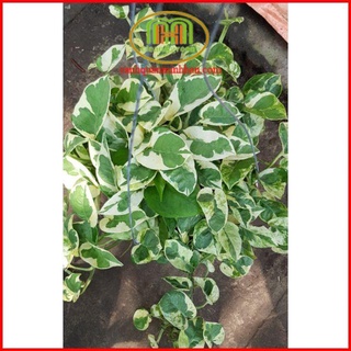 Cây treo trầu bà cẩm thạch treo ban công trong nhà thanh lọc không khí Minh Hân Garden