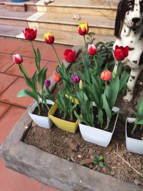 Combo 3 củ hoa tulip màu vàng siêu đẹp