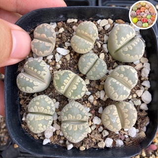 Sen mông,lithops,thạch lan vân khủng long