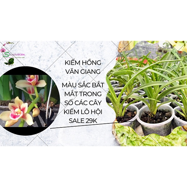 [Giá hủy diệt]10 loại phong lan kiếm phan trí ,xanh huế
