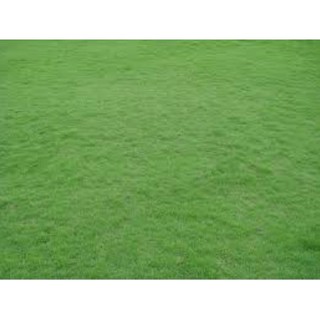 Cỏ hạt giống trồng thảm Wiw.