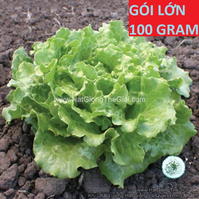 100GR 70K.HẠT Hạt Giống Xà Lách Batavia Xanh TG212