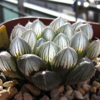 Hạt giống sen đá kim cương