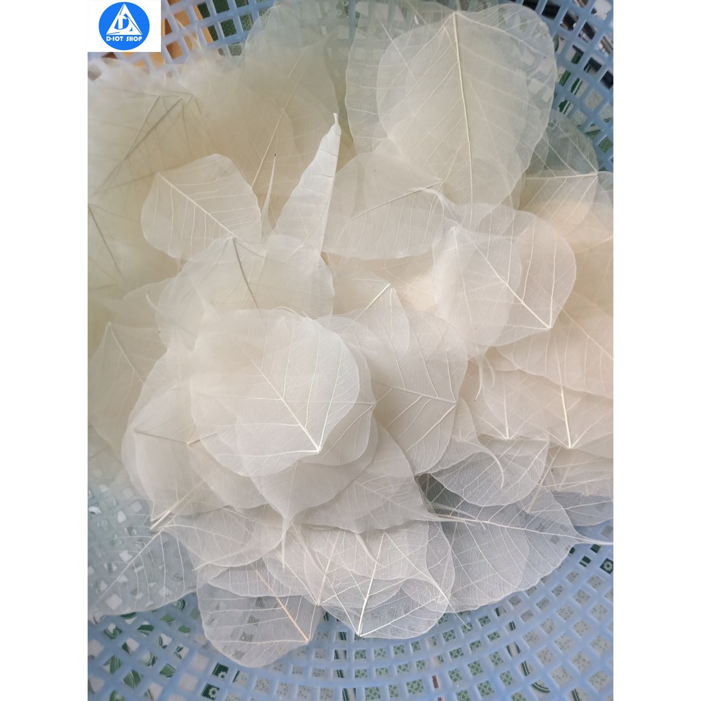 Set 20 lá bồ đề tự nhiên đã tẩy trắng tinh