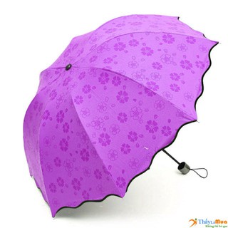 Ô nở hoa khi gặp nước