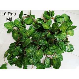 Bó 12 dây leo chiều dài 2m2