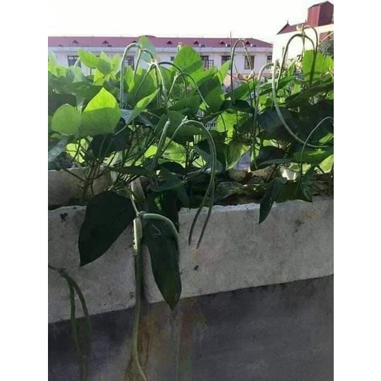 SET 3 HỦ KINA NPK 6-30-30 TE hủ 100g - Phân bón kích thích ra hoa cho phong lan và cây cảnh