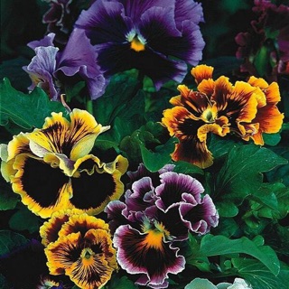 Hạt giống Hoa PANSY mix (100H)