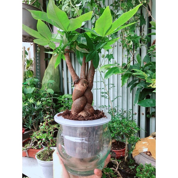 Chậu Kim Ngân Thắt Bính Thuỷ Canh