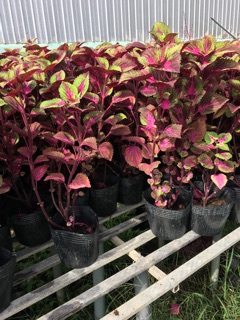 Cây lá gấm đỏ