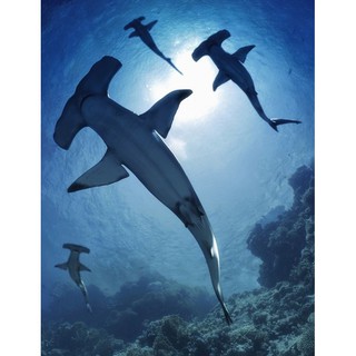 Mô hình giấy _ Cá mập búa