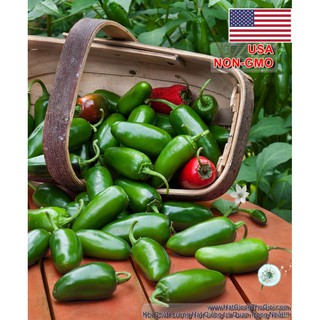 20GR 2800.HẠT Hạt Giống Ớt Chịu Nhiệt Sai Trái Jalapeno (| C2*W41)