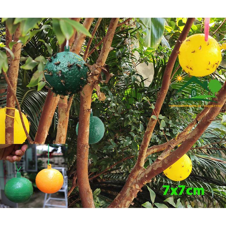 Bộ 10 trái banh keo bẫy ong ruồi các loại côn trùng có cánh gây hại cây trồng size 7x7cm
