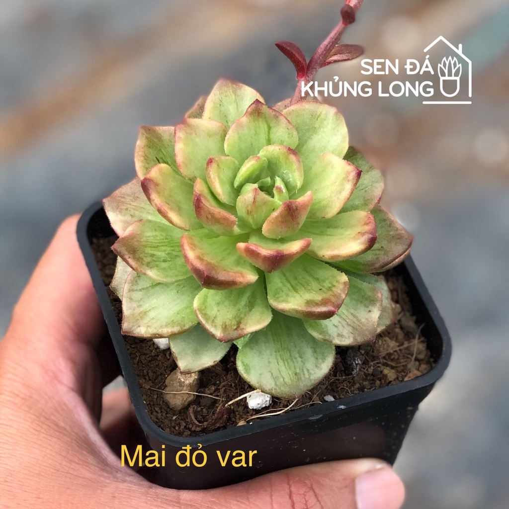 Sen đá Mai Đỏ Var - Sedeveria letizia variegated