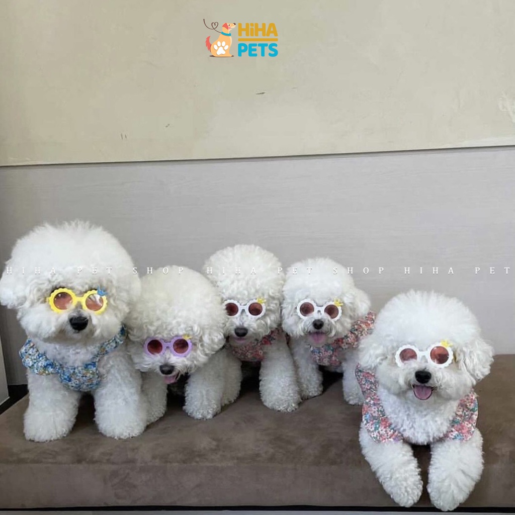 Mắt Kính Cho Chó Mèo Đi Bơi Phụ Kiện Kính Thời Trang Cho Thú Cưng Chụp Ảnh Dễ Thương Sành Điệu Hihapet.