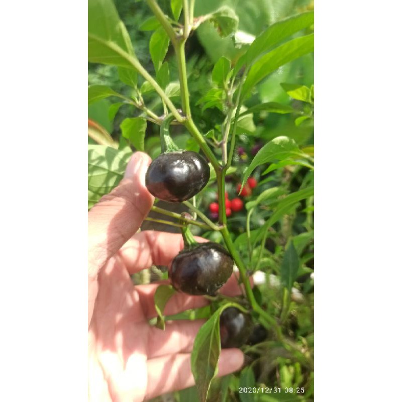 hạt ớt cherry ( ớt anh đào)