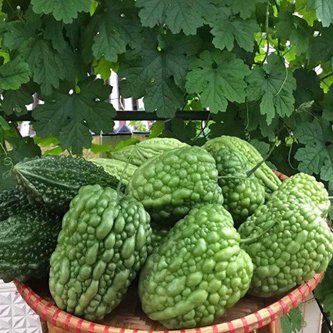 Hạt_Giống_Mướp_Đắng_Tròn 10 hạt ( tặng kèm kích mầm và phân bón )