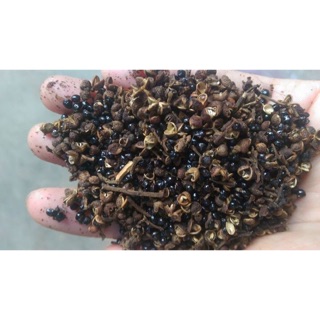 Mắc khén rừng Tây Bắc. Gia vị đặc biệt núi rừng.