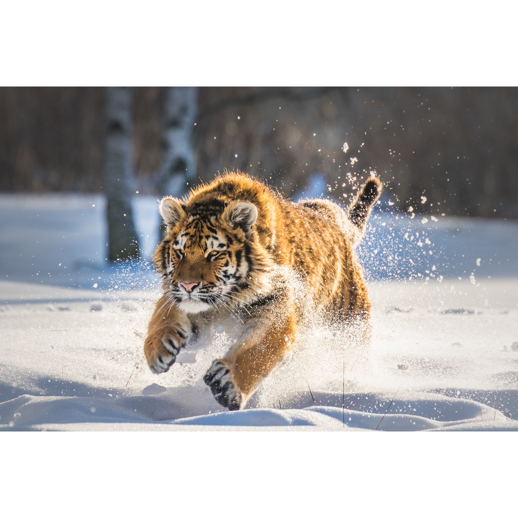 Tranh ghép hình TIGER - Mẫu 1 - Nhận in theo yêu cầu