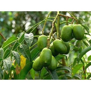 Cây giống cóc Thái siêu quả