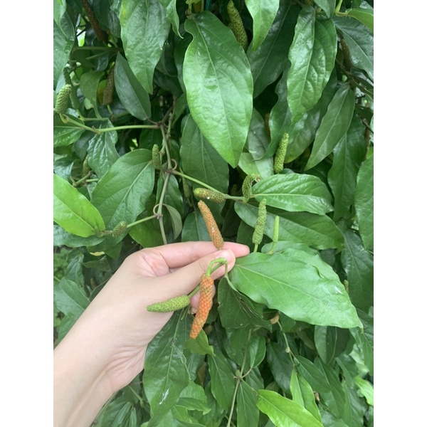 Tiêu lốp tươi khô loại 100g