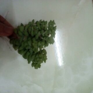 Cây xiên nướng / xiên thịt Crassula