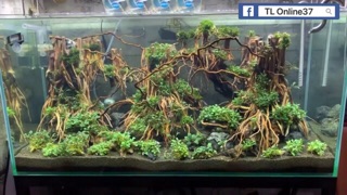 Rễ Rừng Set layout trang trí bể cá