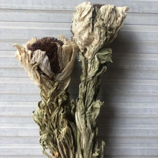 Combo 2 bông thiên liên tuyết sơn