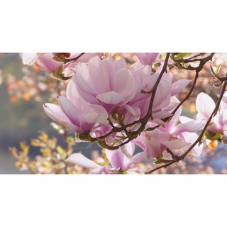 hạt giống hoa mộc lan f1