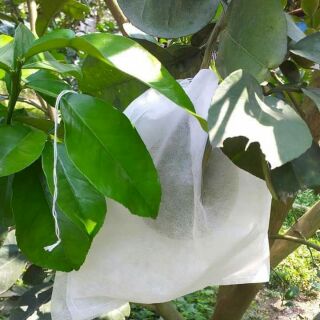 50 túi bọc bưởi, mãng cầu (30x35cm)