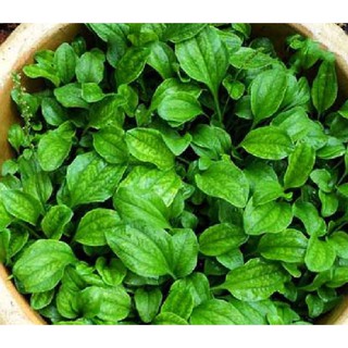 ( 1Gram = 6000 hạt ) Hạt giống cây rau mã đề