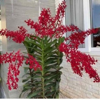 Lan Ren Red hoa đẹp, siêng hoa