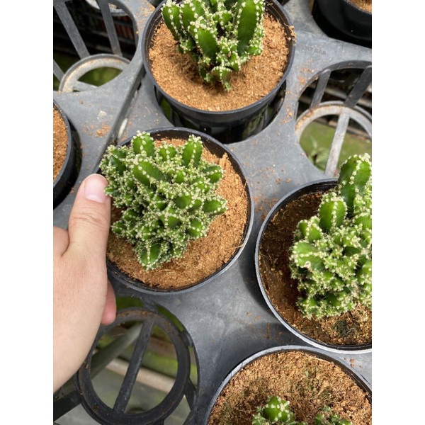 Chậu cứng Xương rồng khế