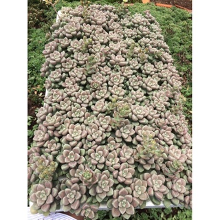 1 vỉ sen đá kim tuyến