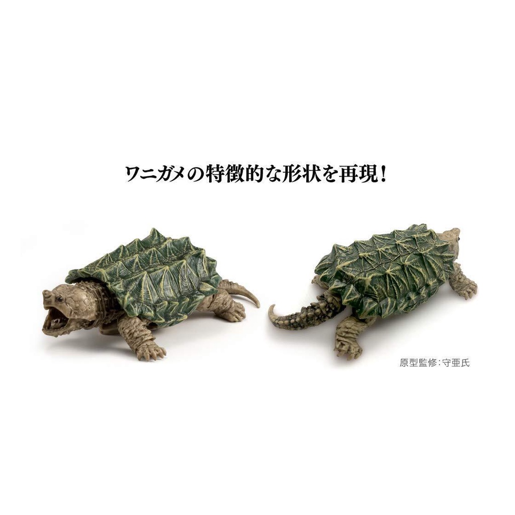 Mô hình rùa BANDAI Rùa Cá Sấu kích thước lớn