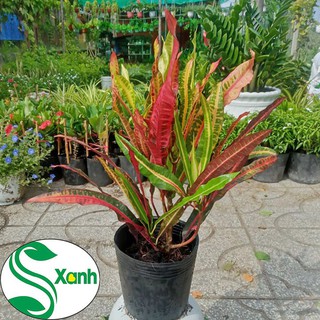 Cây Cảnh Sân Vườn