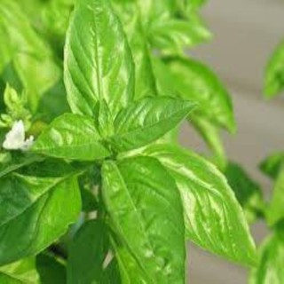 HẠT GIỐNG RAU HÚNG THƠM GÓI 100 HẠT