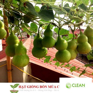 Hạt Giống Bầu Hồ Lô - Mini Siêu Kute 5 HẠT